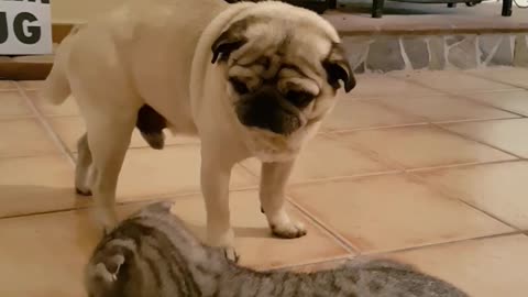 Pug is ready to rumble