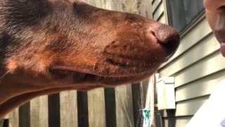 Intense Doberman Stares Inches Away From Owner Asking For Playtime