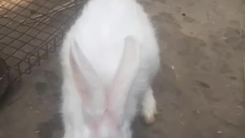 Rabbit funny video rabbit comedy video2021