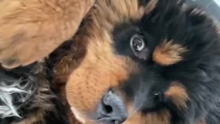Russian Toy Terrier Bothers Tibetan Mastiff