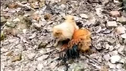 Chicken vs dog fight funny dog fight video