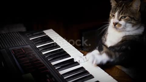 Cute Cat piano type training and beautiful sounds funny scene