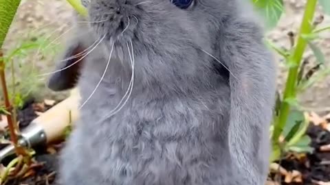 Super cute bunny 😍😍