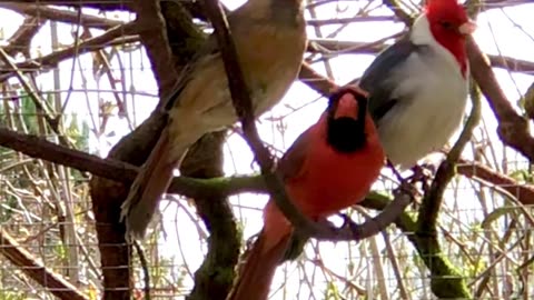 red northern cardinal and red-crested cardinal / brazilian cardinal - aviary birds