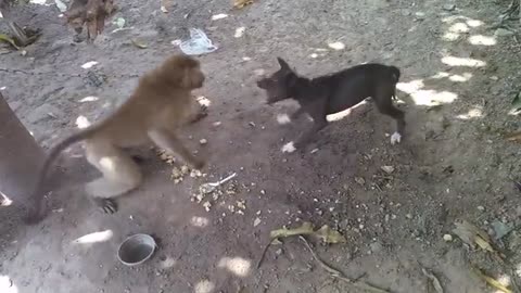 Monkey vs Dog