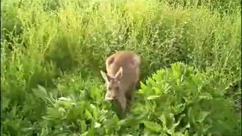 BABY KANGAROOS FUNNY WILD LIFE, Animals Videos [Try not to 🤣 LAUGH]