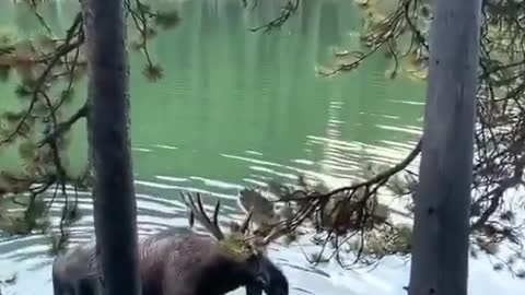 Watch what this beautiful deer is doing