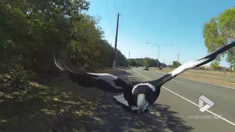 Magpie Attacking Gopro
