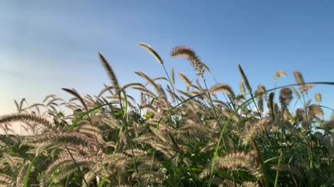 Grasses blowing in the wind - Oahu, Hawaii