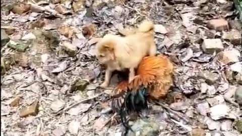 Chicken Vs Dog Fight - Funny Dog Fight videos0