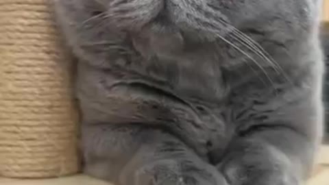 Cat reaction