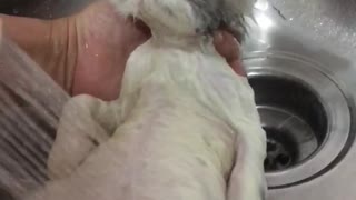 Kitten Loves Having a Warm Bath