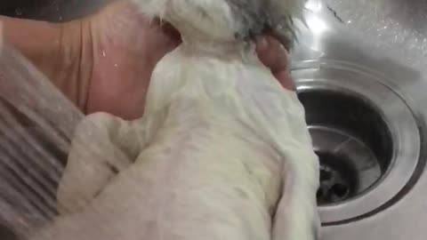 Kitten Loves Having a Warm Bath