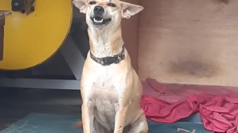Rescue Dog has the Biggest Grin
