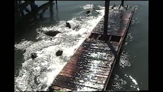 Sea Lion Capsizes Dock