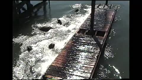 Sea Lion Capsizes Dock