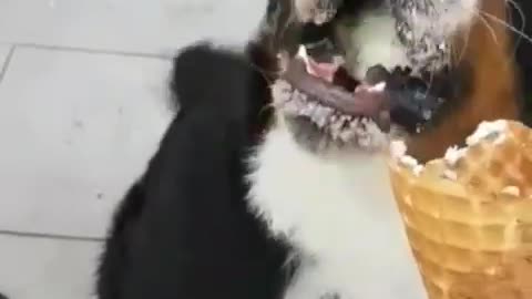 Saint bernard eats entire ice cream cone on sidewalk