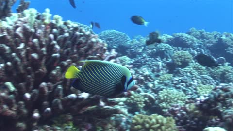 Tropical Fish Emperor Angelfish