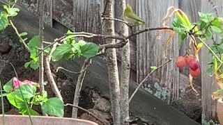#Back Yard Birds Hawai’i Mejiro or Japanese White Eye