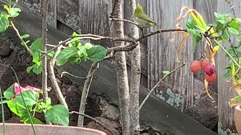 #Back Yard Birds Hawai’i Mejiro or Japanese White Eye