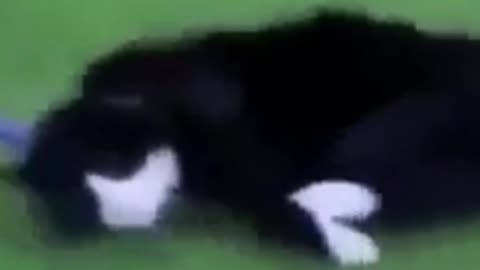 Funny cats, the cat drags over the grass