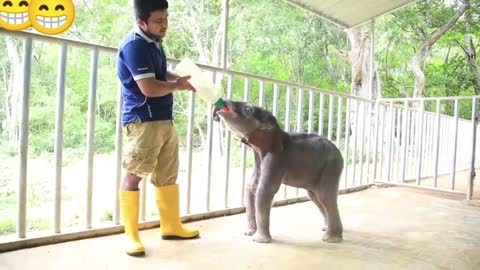 elephant milk drinking