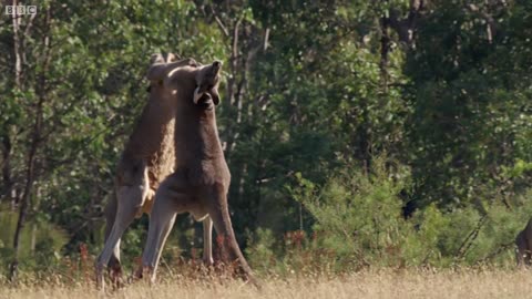 Kangaroo Boxing Fight | Life Story |