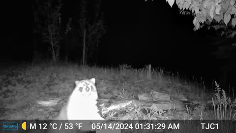 Raccoon eating corn