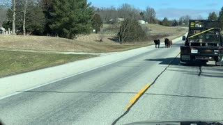 Cattle Gone Wild on HWY 135