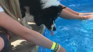 Dog tries to eat pool water