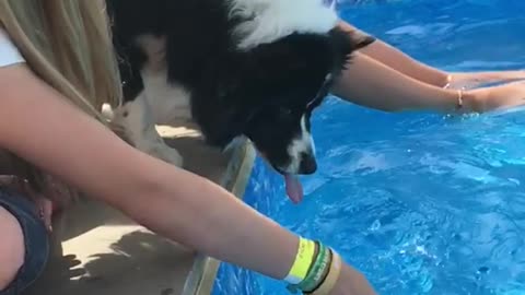 Dog tries to eat pool water