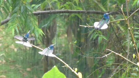 A Rare Footage Of Hummingbirds Enjoying The Rain Shower