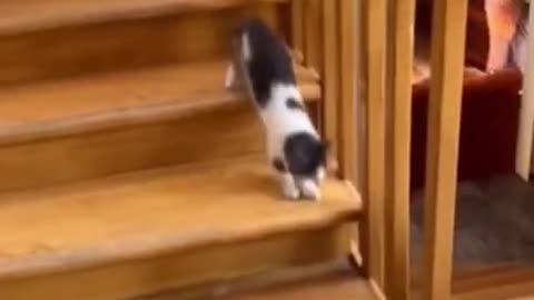 Funny cat video