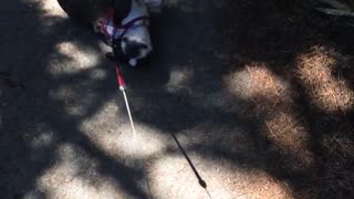Dog refuses to walk