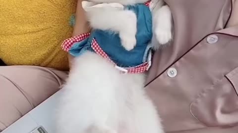 Cute puppy boy
