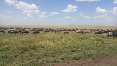 Safari Migration