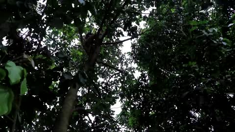 Adventure in forest - Find Fruit In The Jungle - Eating santol delicious