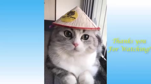 Top Funny Cat Videos