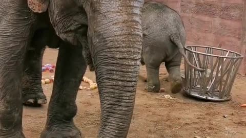 Silly little elephant that's been acting up