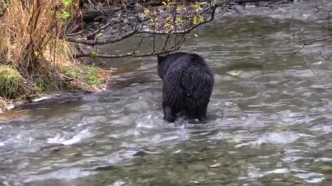 Black bear try to catch a fish at Yellowstone