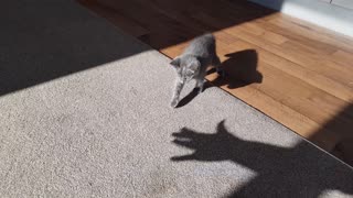 Kitten chases her owners shadow
