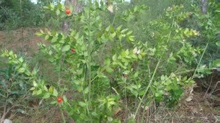 Gilbardeira ( ruscus aculeatus ) serve para varizes e hemorroidas