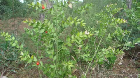 Gilbardeira ( ruscus aculeatus ) serve para varizes e hemorroidas