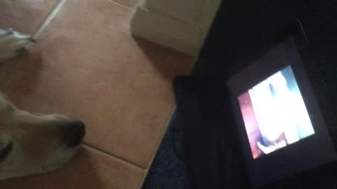 Dog Loves Watching Dog Videos on YouTube!