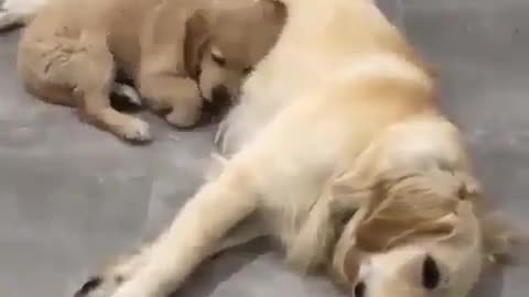 Little puppy and mother