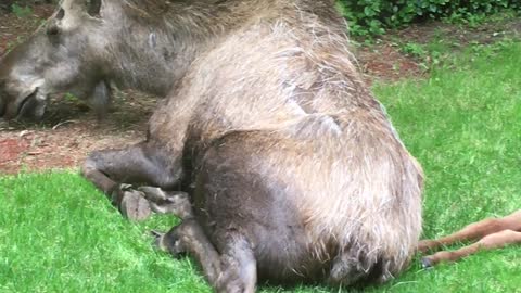 Moose Family Fast Asleep in Backyard