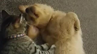 Cat and dog play fight in living room