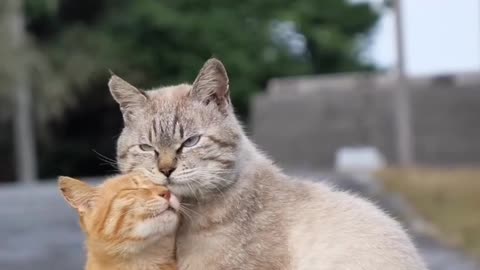 Cats | kitty | kittens | catslove | catlover | pets | petlover | petslove | cat | animals