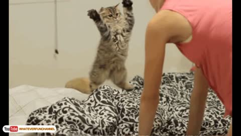 FUNNY CATS DOING DUMB THINGS