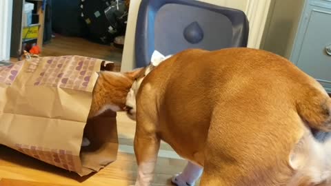 Dog learns true meaning of "Cat's in the Bag"